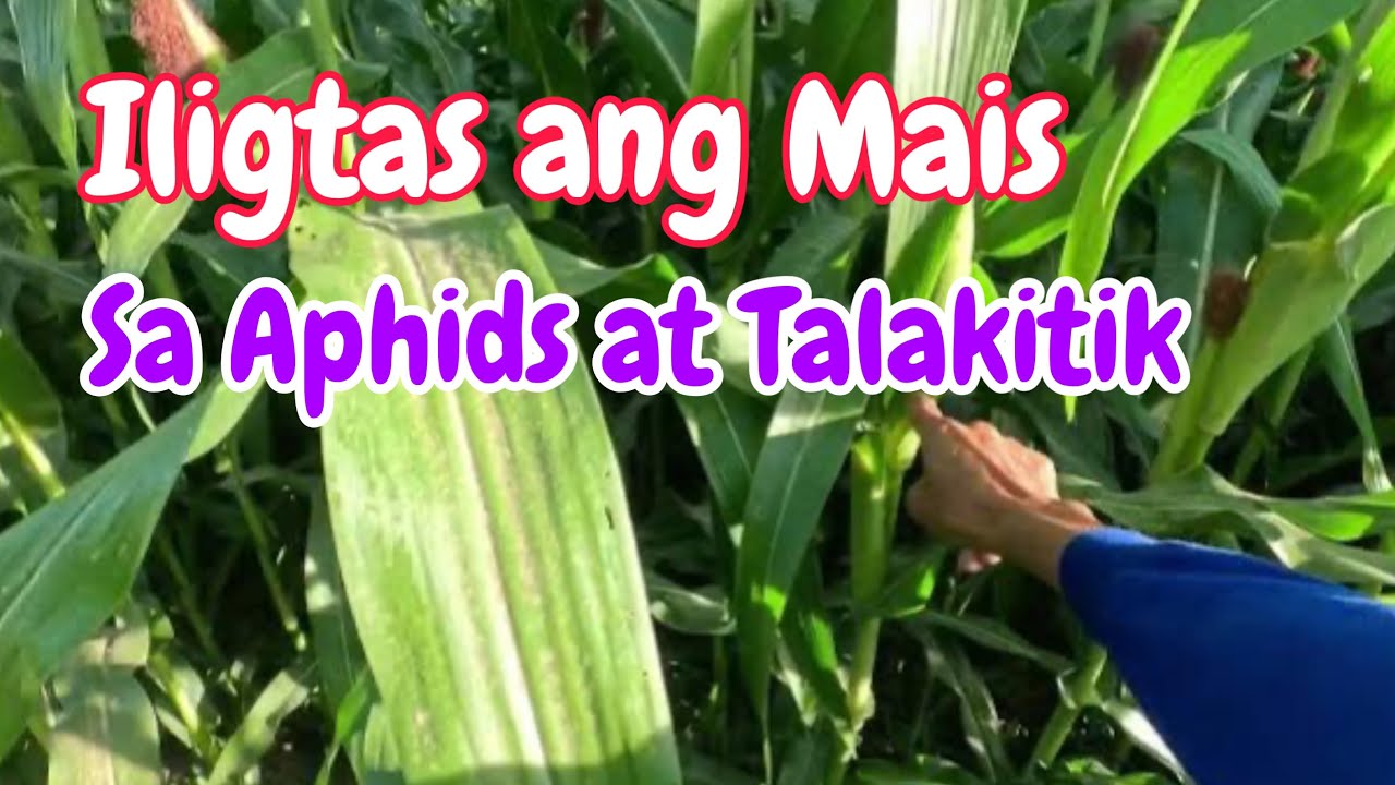 Protektahan ang Mais sa Aphids at Talakitik Mula 50-80 days