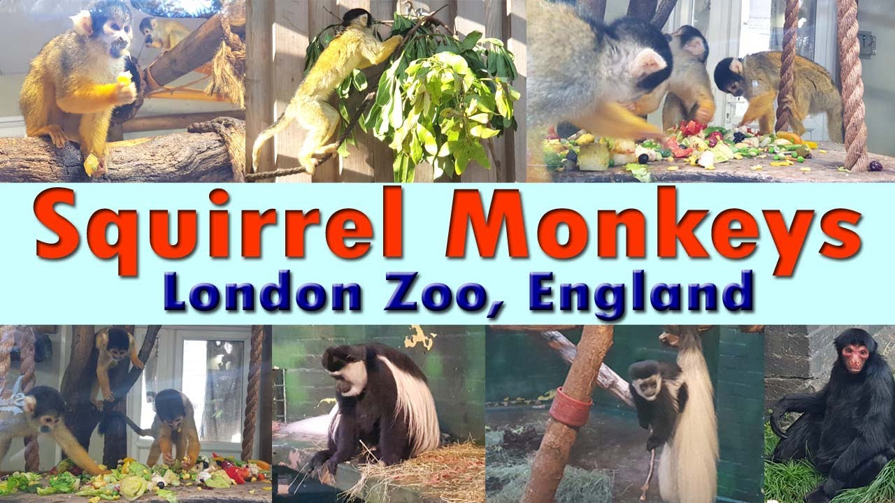 Squirrel Monkeys at London Zoo l England l Gorillas at ZSL London Zoo l Explore London l London Tour