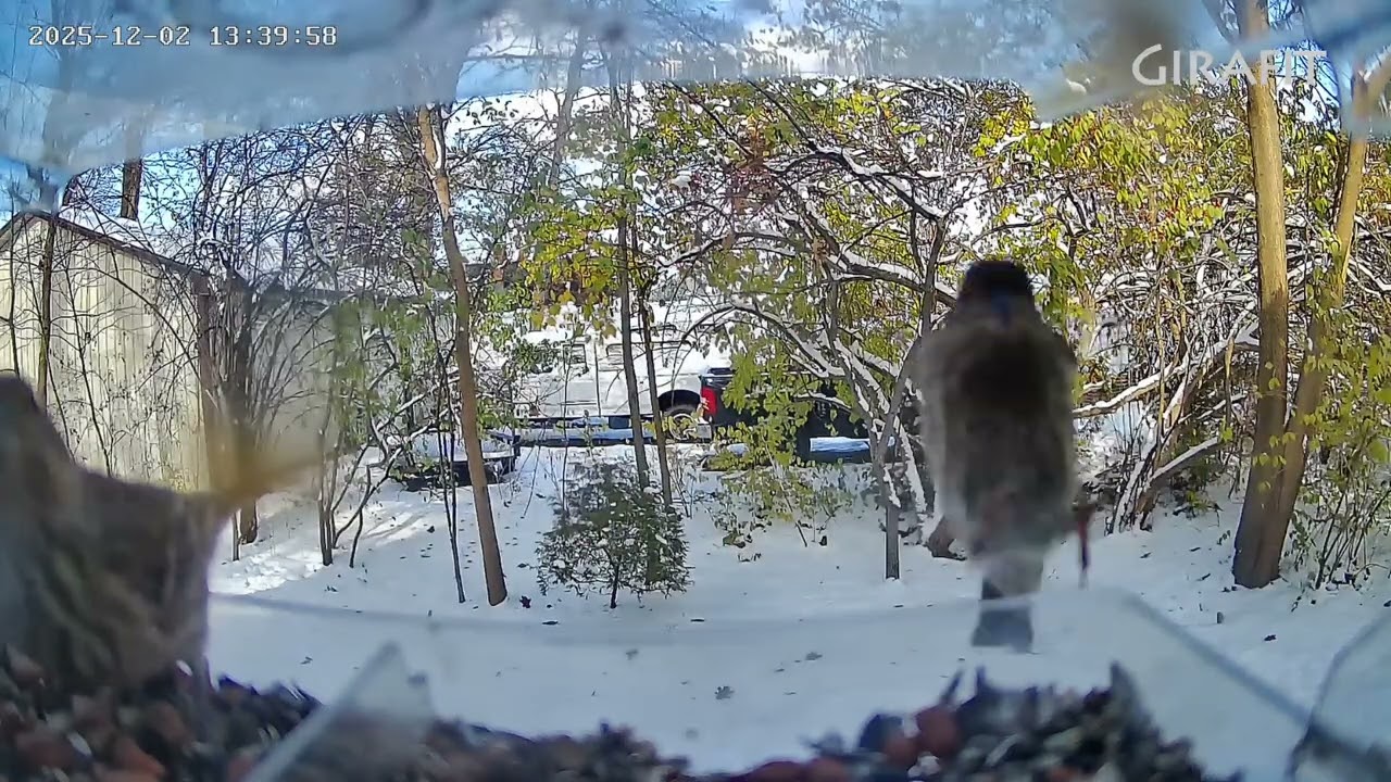 All the birds at my feeder