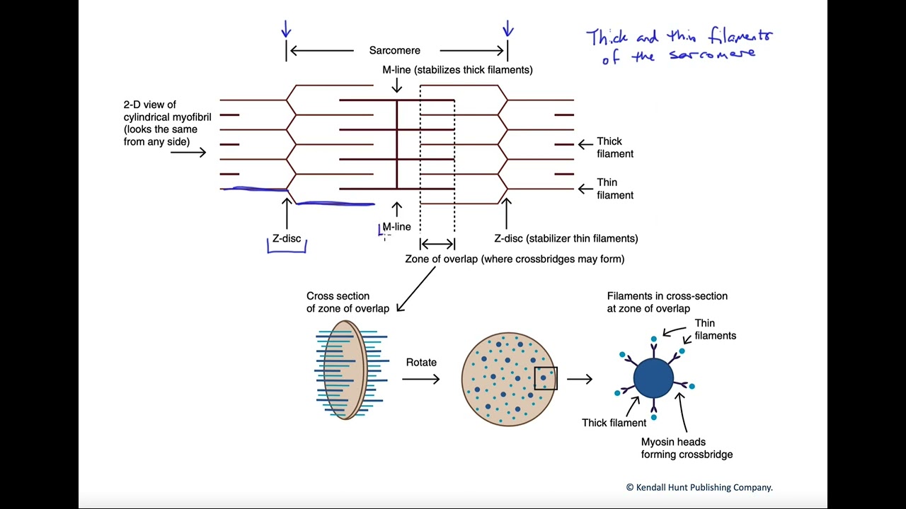 Arrangement of thick and thin filaments