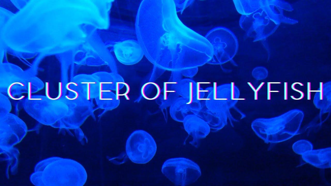 Cluster of Jellyfish || deeply relaxing music mix
