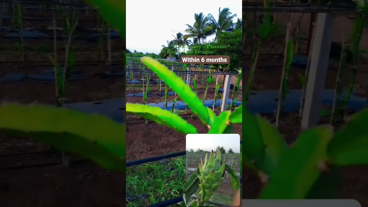 Within 6 months #Dragon Fruit #Modern Orchard farming 🌾