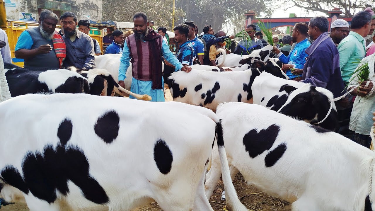 ১২ই মার্চ বৃহস্পতিবার বগুড়া ধাপের হাটে ঈদের আগেও ভালো মানের বকনার মেলা বসেছে দেখুন। 