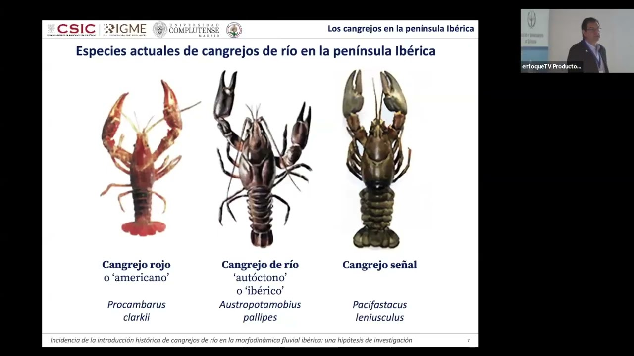Incidencia de la introducción histórica de cangrejos de río en la morfodinámica fluvial ibérica
