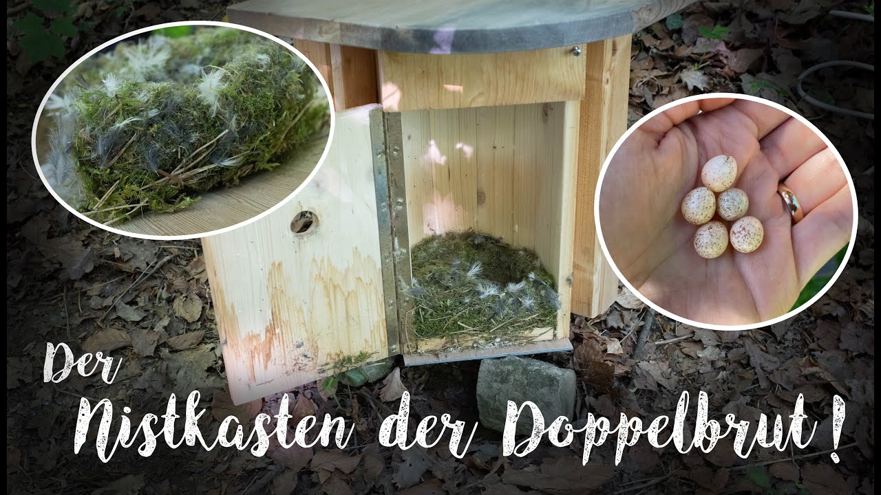 Nistkasten der Doppelbrut anschauen und säubern / Inspecting and cleaning of the nesting box