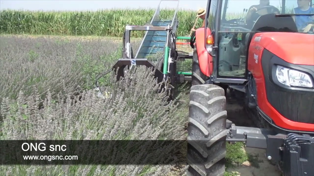 Macchina raccoglitrice di fiori di LAVANDA - ONG SNC