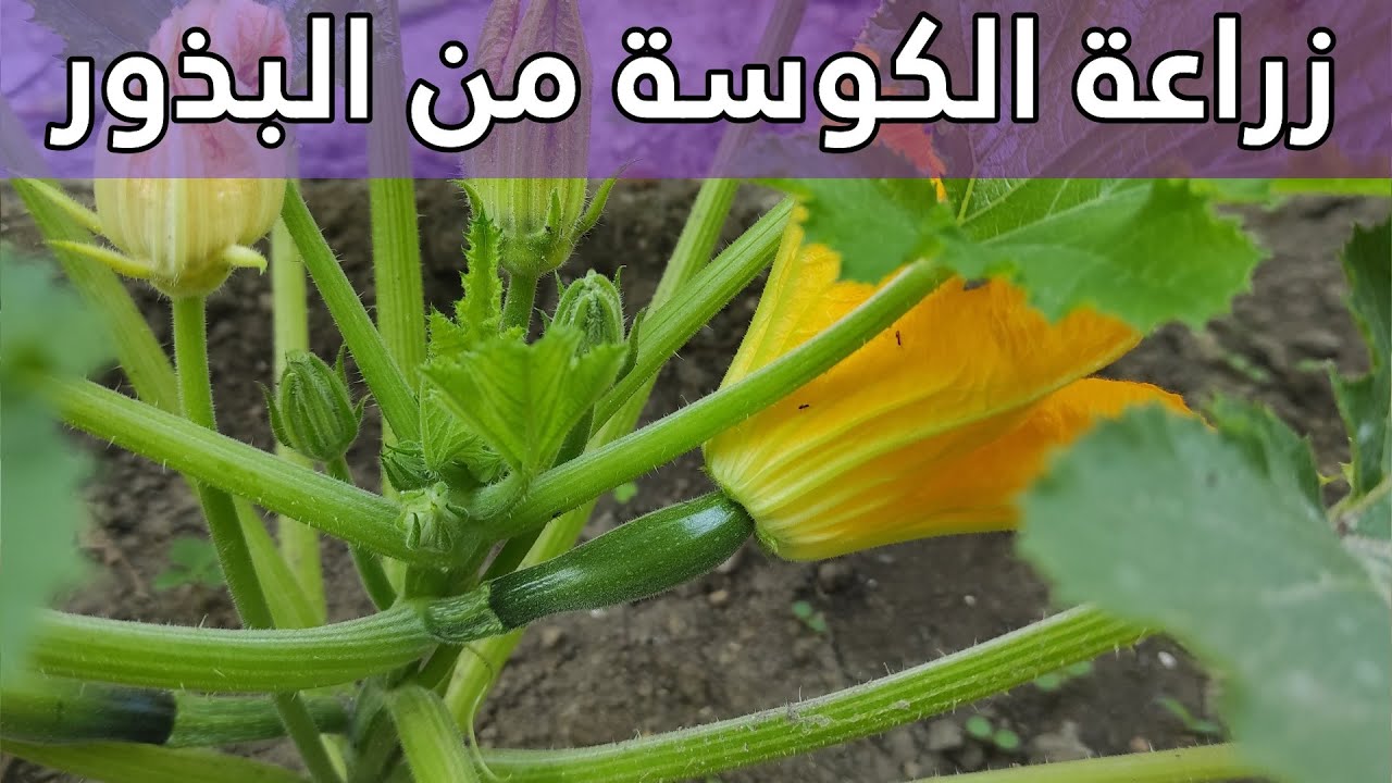 زراعة الكوسة خطوة بخطوة من البذور وحتى الثمار