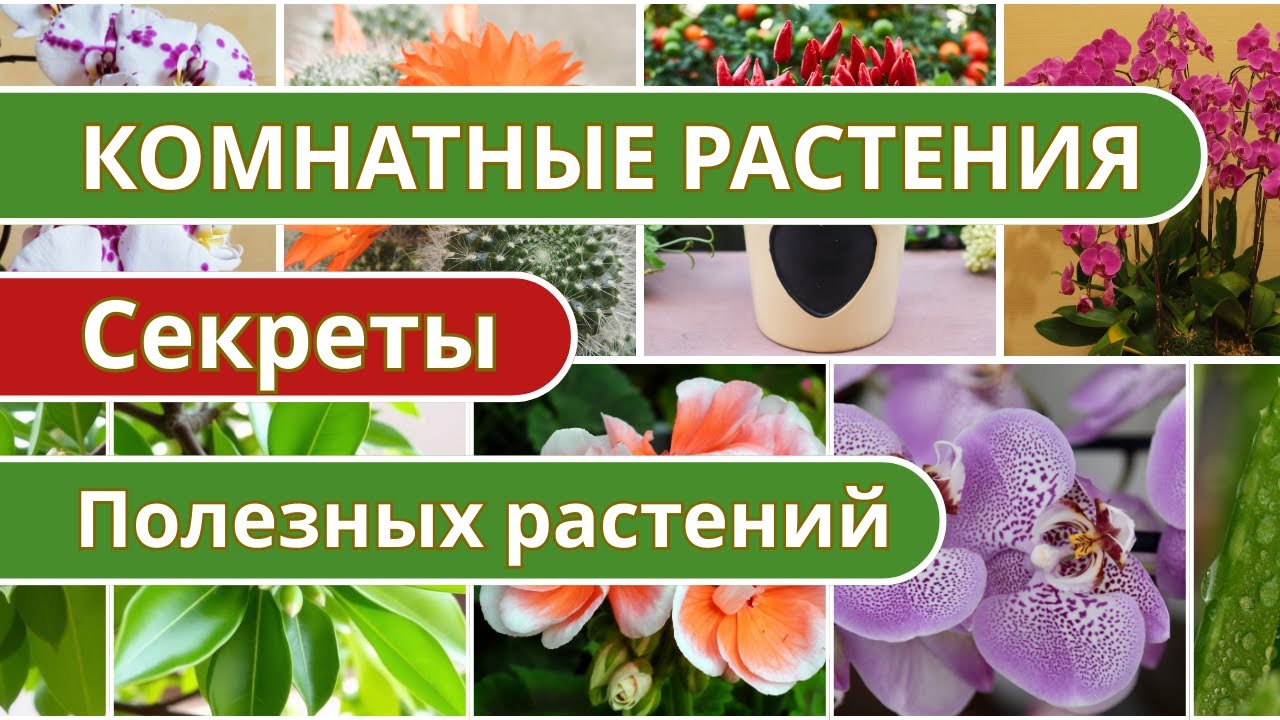 🌿 Суперсилы полезных растений 🌿  Как комнатные растения улучшают дом и здоровье