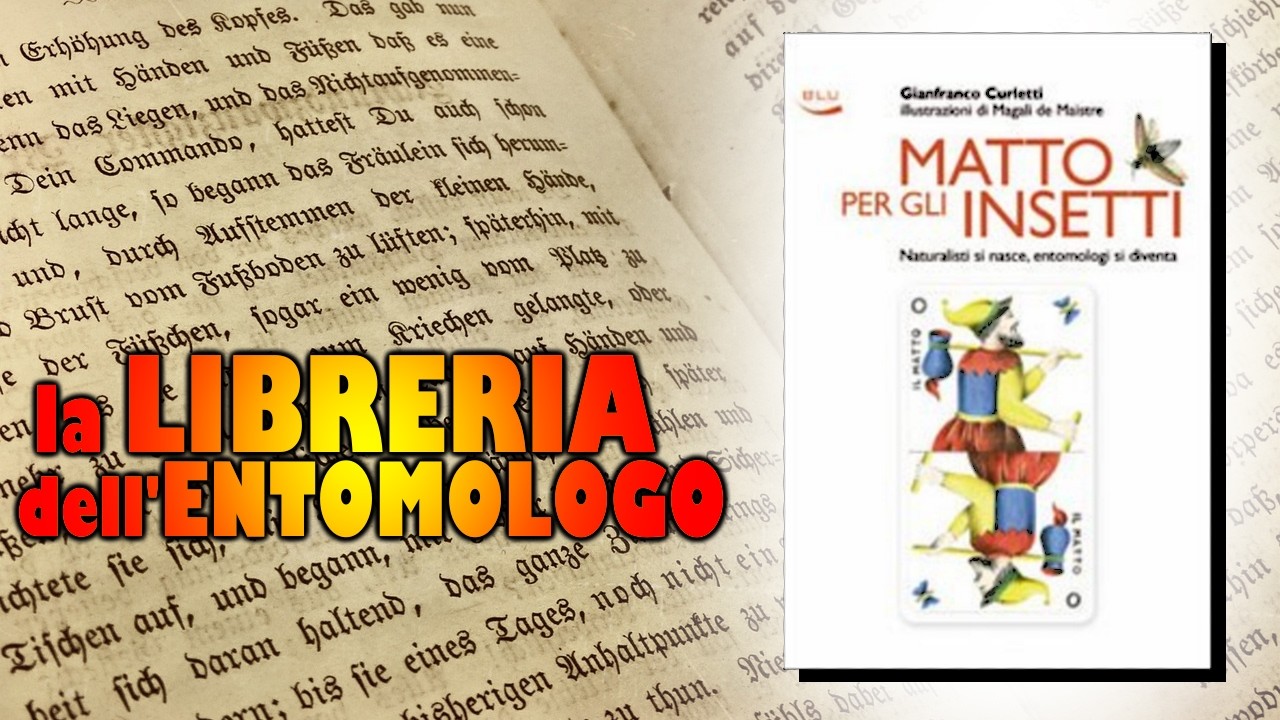 Matto per gli insetti | Curletti - Libreria entomologica #3
