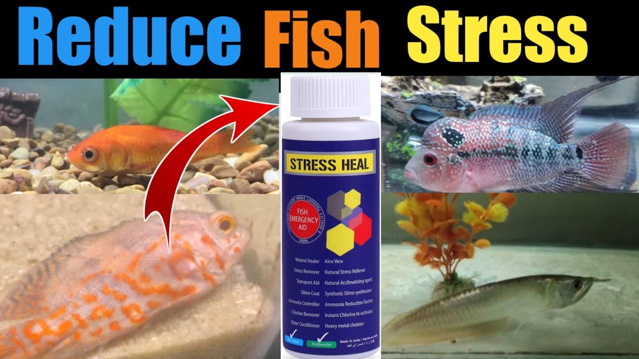 stress heal medicine for fish | stress heal | How to use stress heal in aquarium #waterconditioner