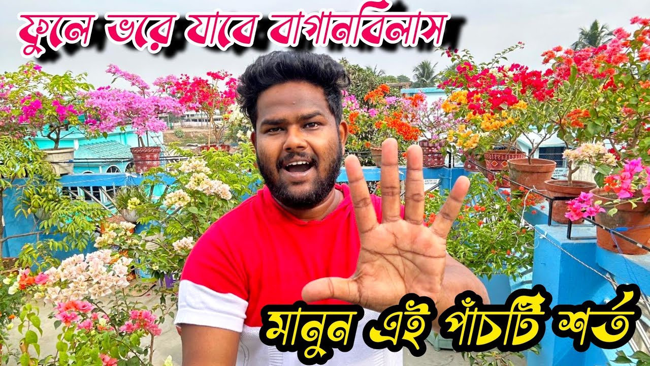 বোগেনভেলিয়া (bougainvillea) তে গাছভর্তি ফুলের ৫ টি টপ সিক্রেট : ৫ টি নিয়ম আপনার গাছে ফুলে ভরিয়ে দেবে