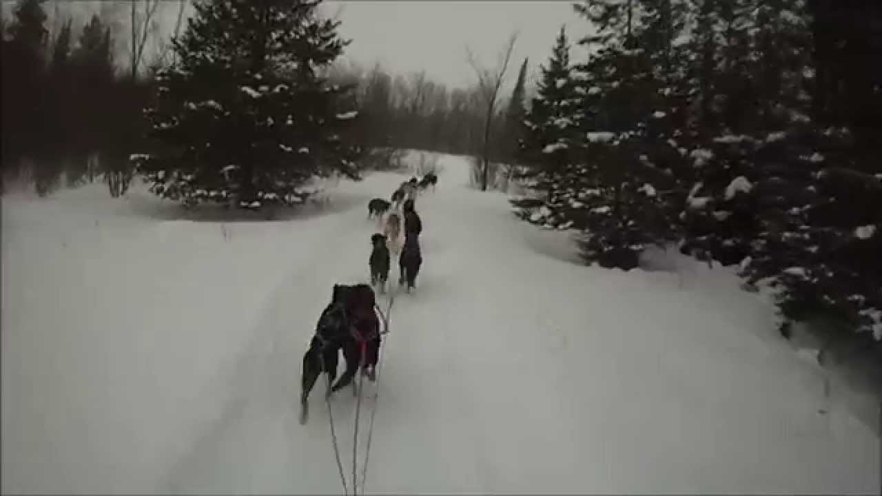 How to Hook Up and Train 16 Sprint Sled Dogs | Windigo Kennels & Outfitters / Endurance Kennels