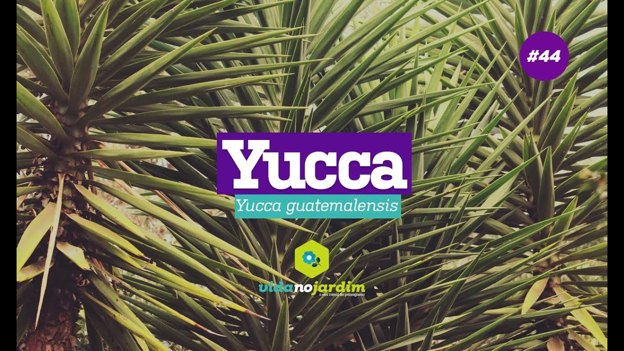 Yucca no paisagismo #44 - Dicas rápidas