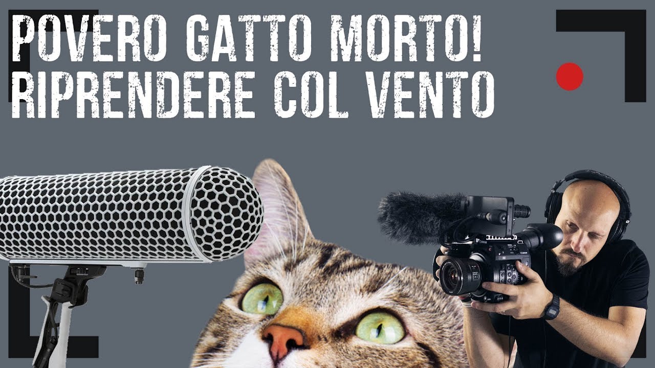 #16 Serve davvero un GATTO MORTO?