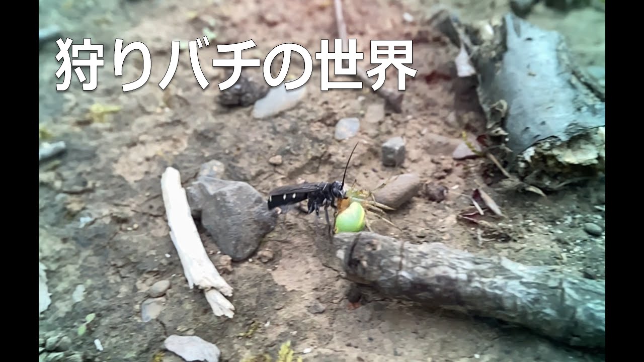 狩りバチの世界