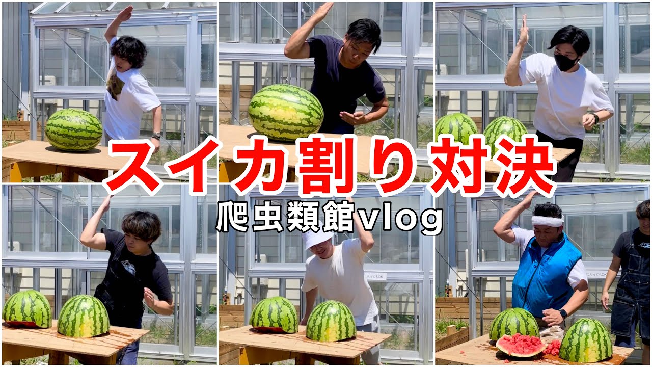 38℃の猛暑の中で爬虫類YouTuberスイカ割り決戦【爬虫類館vlog】