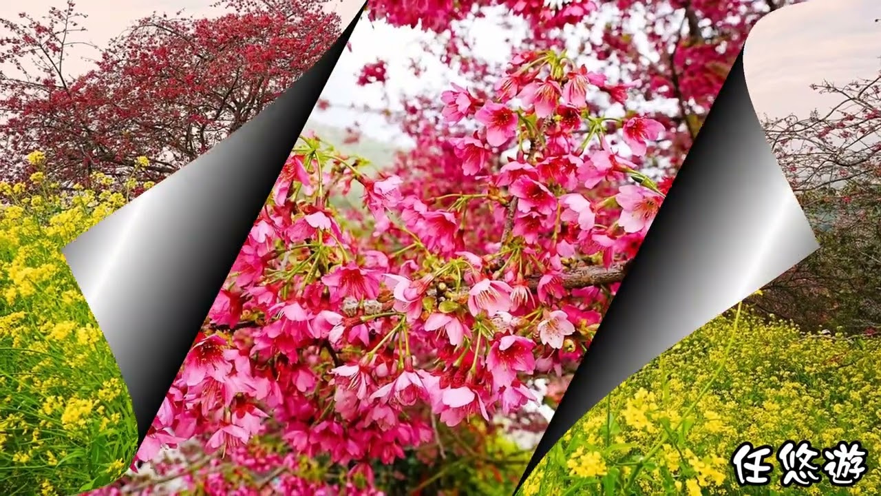 水里阿本農場2026 02 22