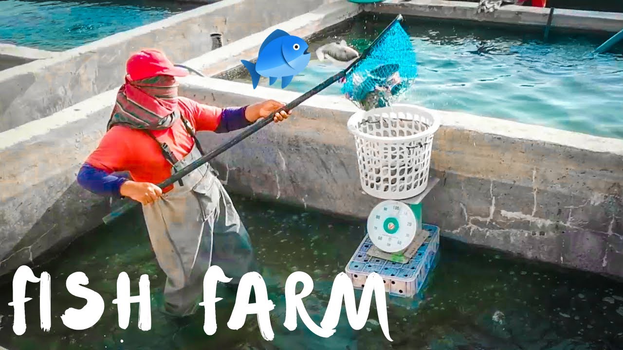 Fish farm Dilam - Alkharj | Mohammed Suraif