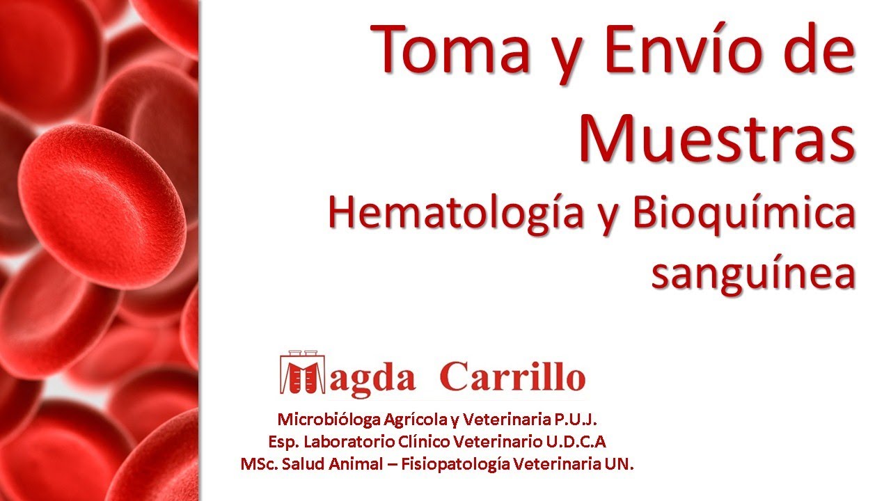 Toma y envío de muestras para hematología en Medicina Veterinaria