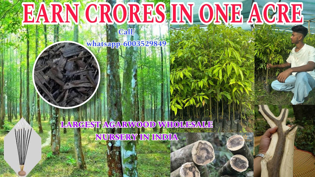 Agarwood farming | One of the most profitable farming in the world | अगरवुड की खेती कैसे करें