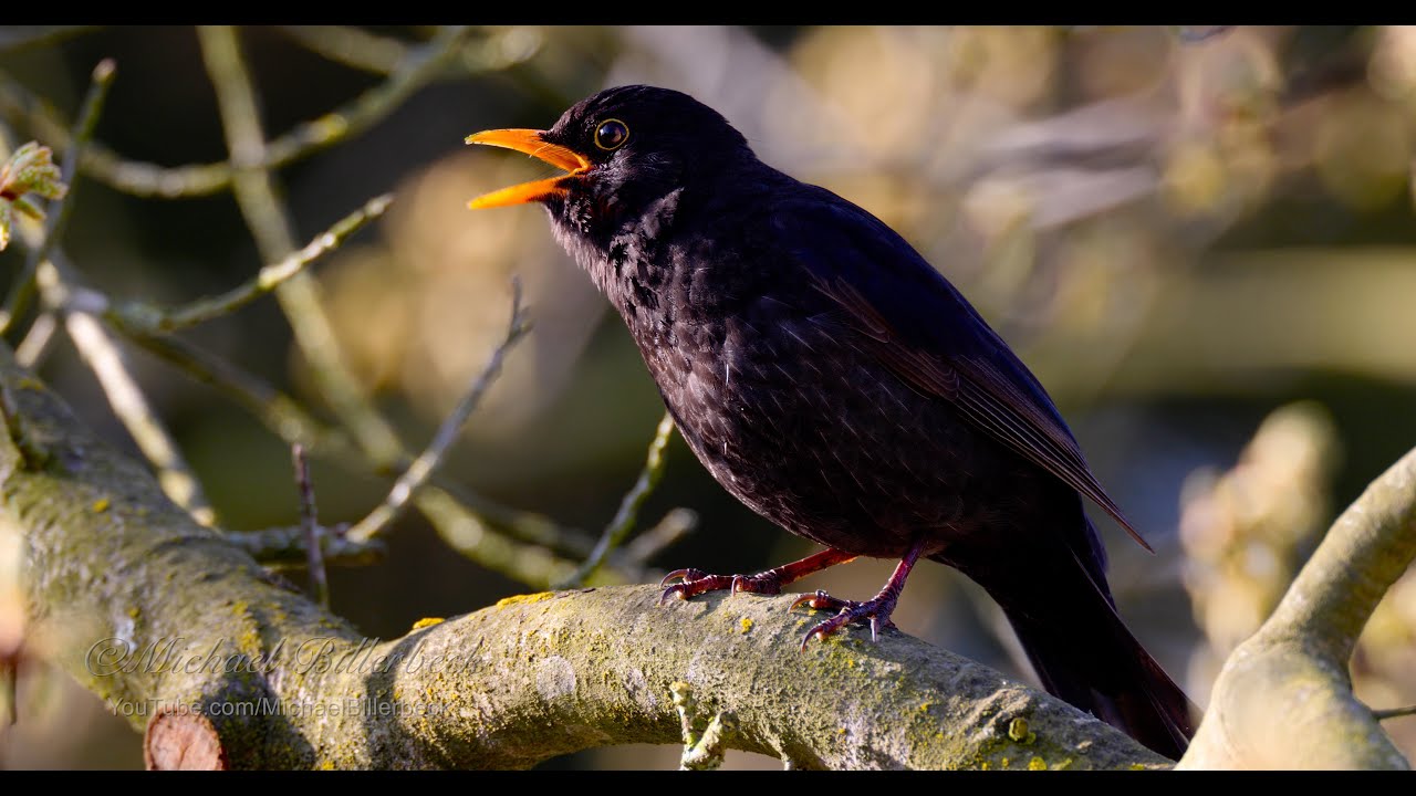 Common Blackbird (Turdus merle) singing