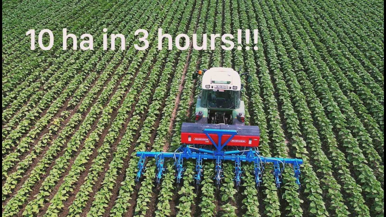 CULTIVATING SUNFLOWERS 8 ROWS AT A TIME WITH MONOSEM SUPER CROP!!