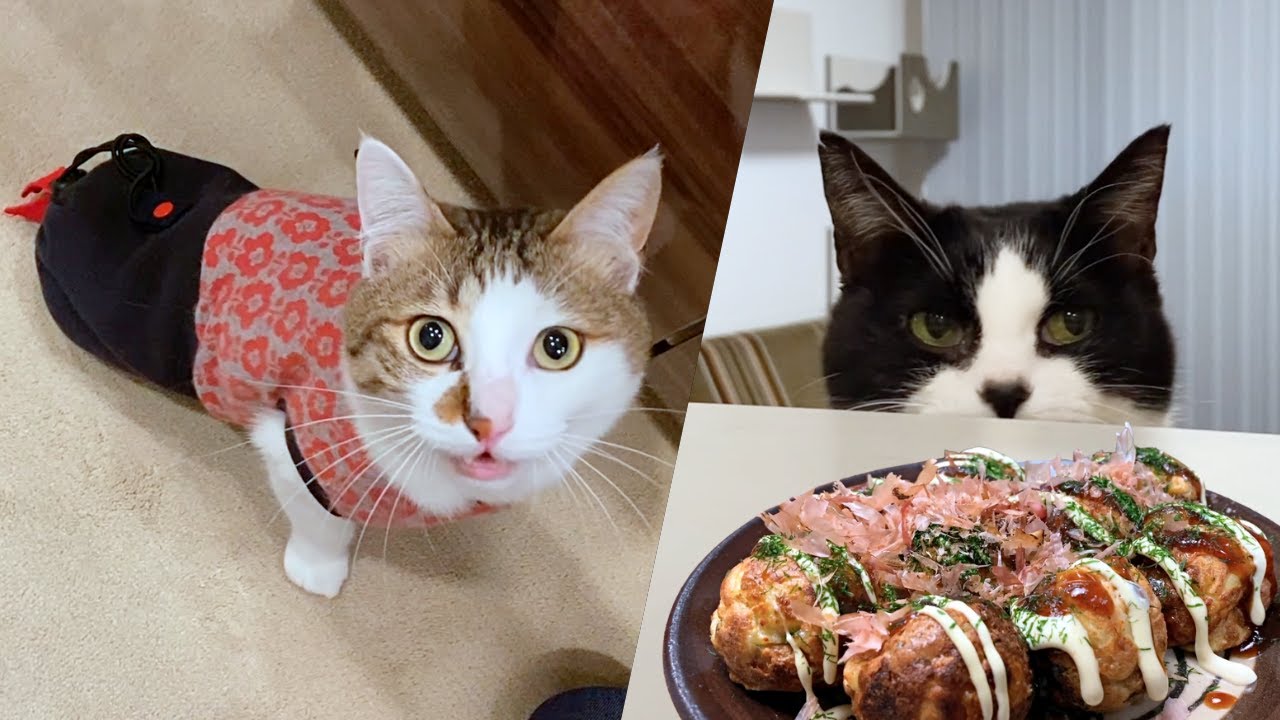 腹ペコでたこ焼きパーティーが待ちきれず騒ぐ猫たち【5月のうまうまデー】