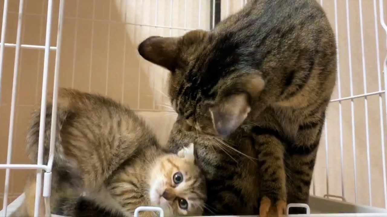 子猫の接し方を優しく指導する先住猫と柴犬 Shiba Inu and Cat trains the kitten