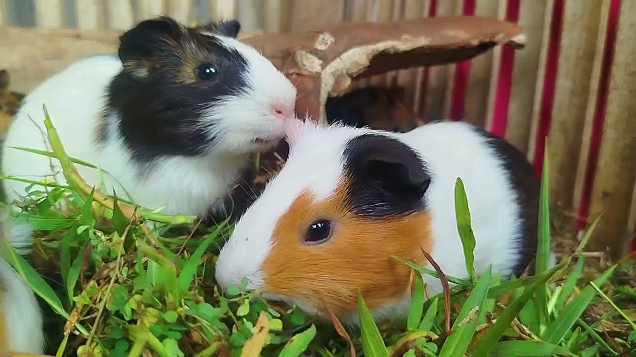 They eat grass so greedily, don't they ever get bored? | Daily Broku Guinea Pig 
