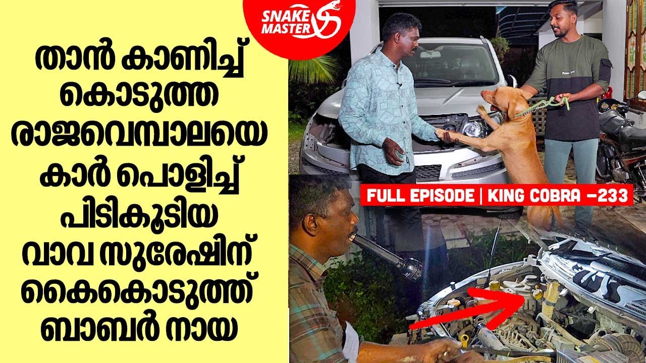കാർ പൊളിച്ച് രാജവെമ്പാലയെ പിടികൂടുന്ന ത്രില്ലടിപ്പിക്കുന്ന നിമിഷങ്ങൾ | Snakemaster EP 922