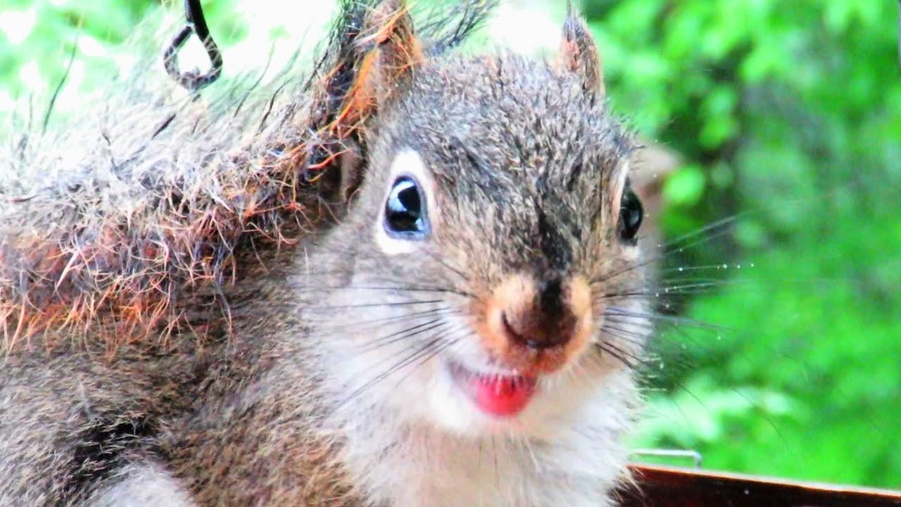 Cute Young Red Squirrels in a Basket
