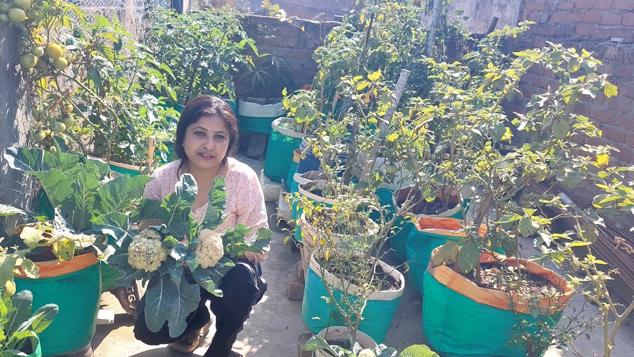छत पर ऐसे उगाएं ऑर्गेनिक फूल गोभी जाने गमले में गोभी कैसे उगाएं।।howto grow cauliflower at terrace 