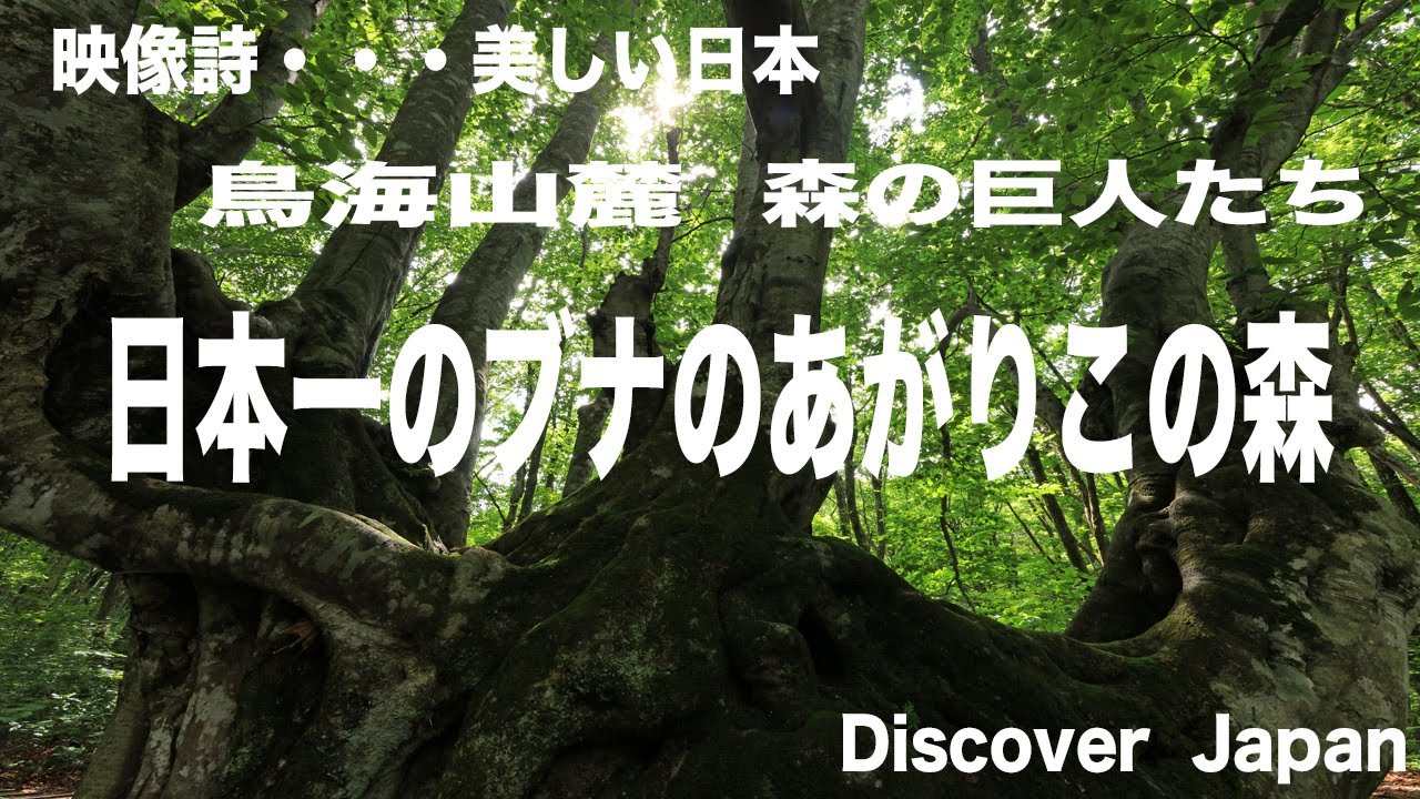 鳥海山国定公園・　鳥海山麓・森の巨人たち　日本一のブナのあがりこの森