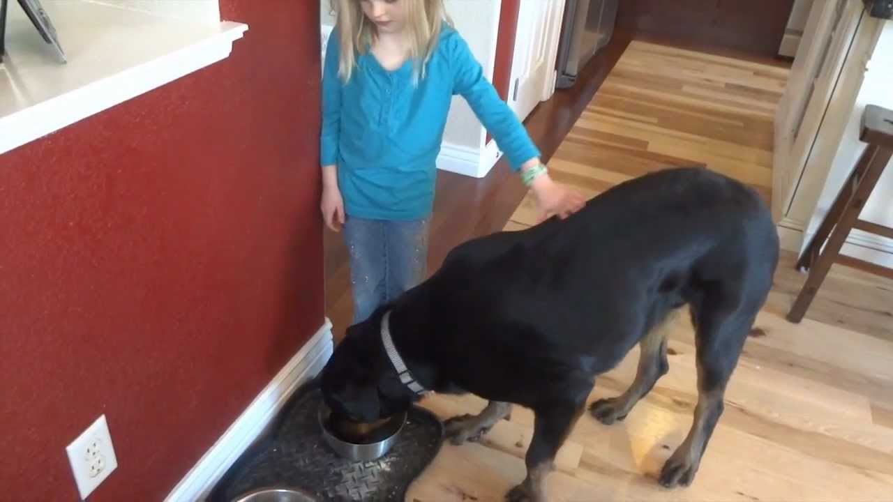 Rottweiler Food Aggression Fixed