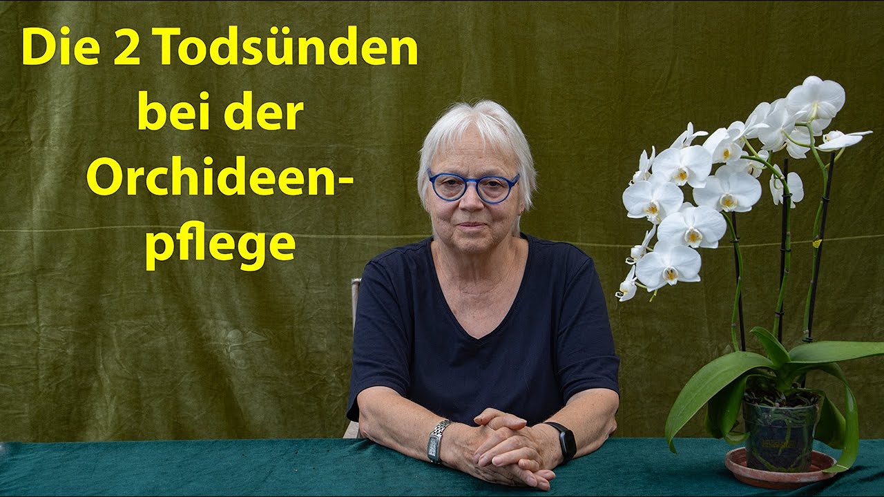 Orchideen Pflege richtig gemacht – Bei der Orchidee ist manchmal weniger mehr