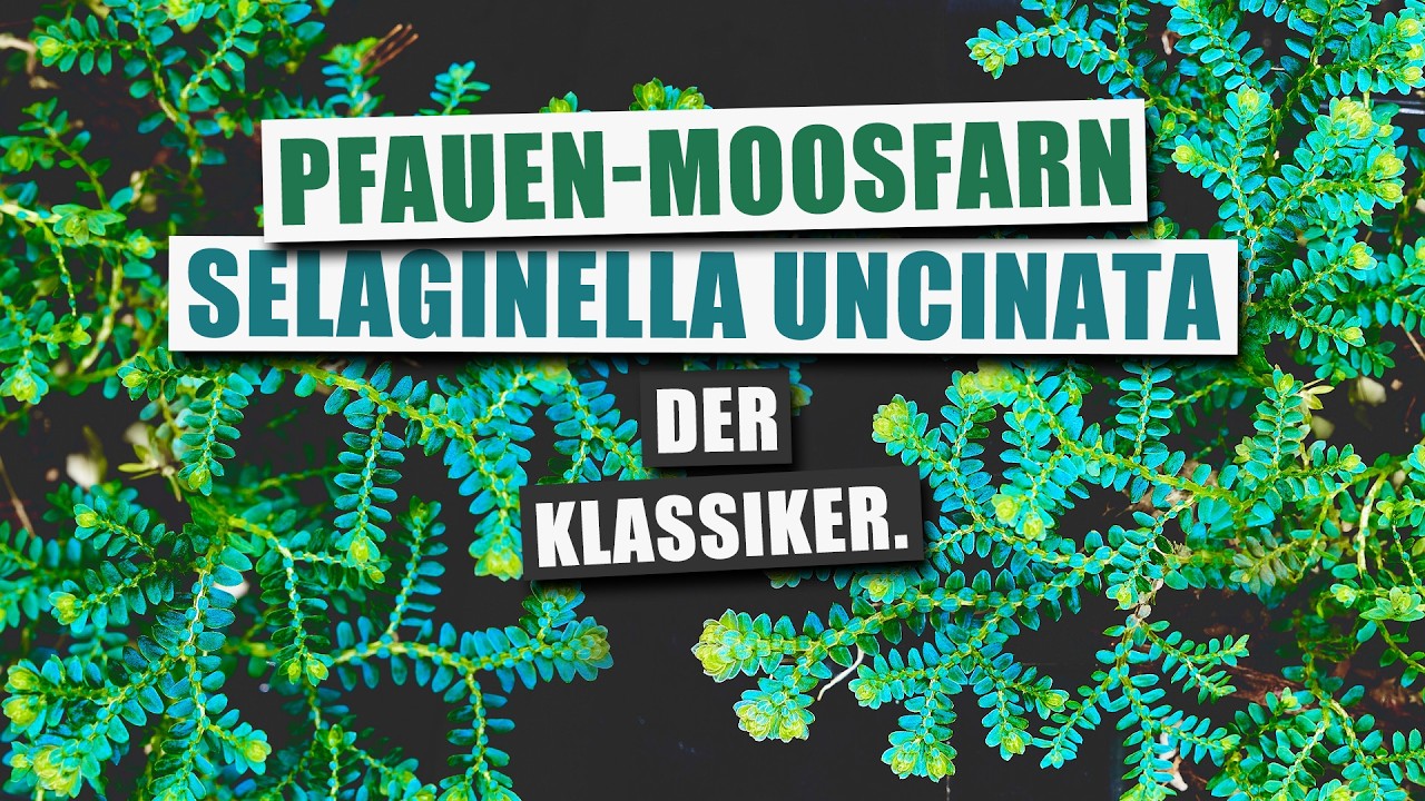 Selaginella uncinata - der BESTE Bodendecker für Terrarien | Pflanzen-Portrait