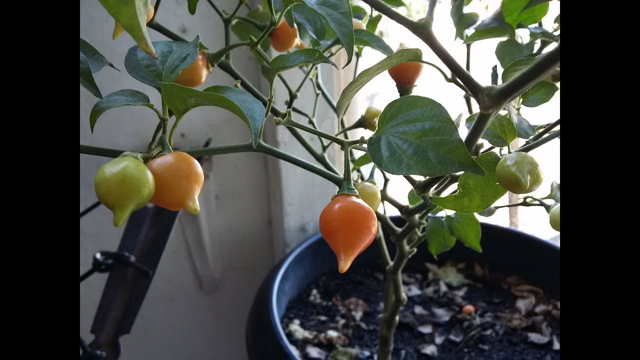 Como Plantar Pimenta Biquinho( a Pimenta Doce)