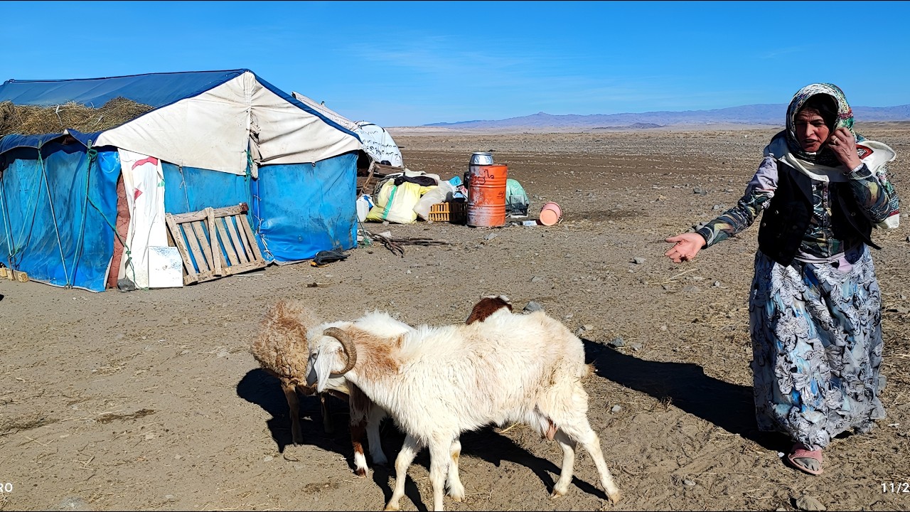 Camping and manifestations of the work and effort of nomadic women in autumn in the plain