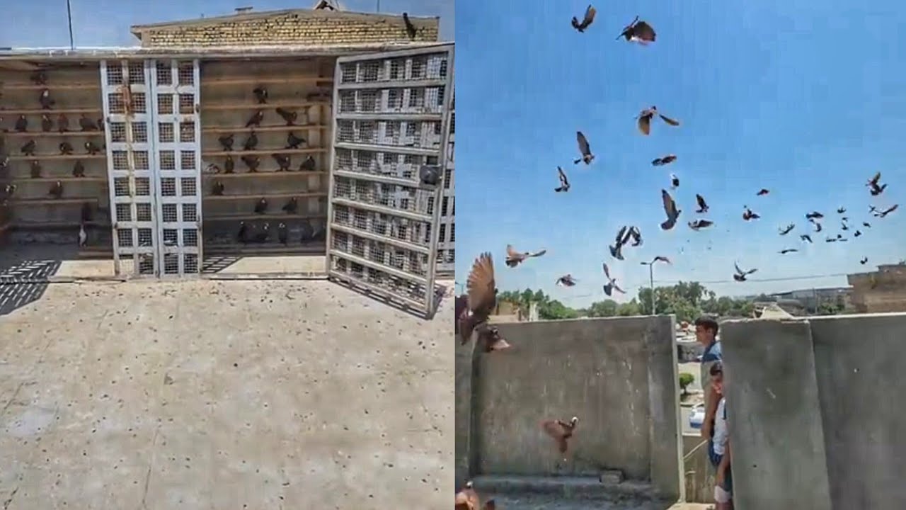 زياره ميدانيه يم كابتن الحريه حجي ثامر 