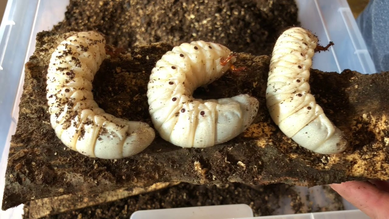 Dynastes hercules hercules - Die Larven wachsen prächtig