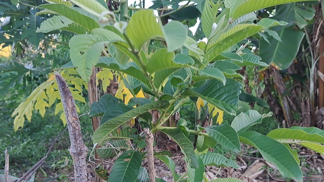 Lindo pé de goiaba