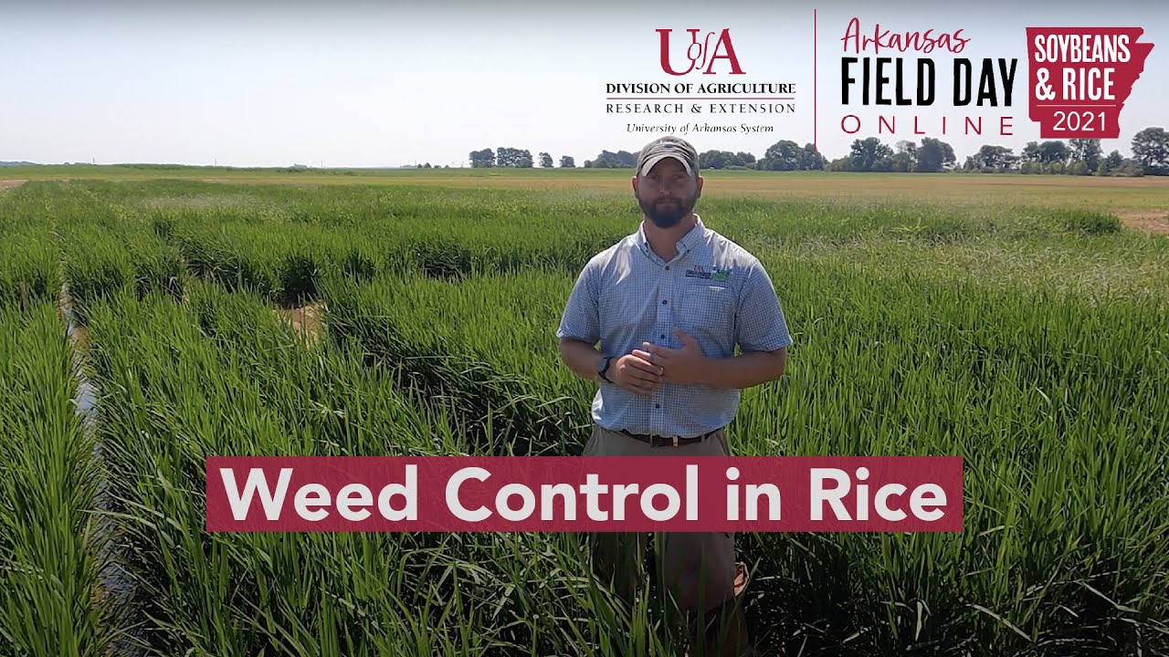 Weed Control in Rice: Pre-emergence residuals, row rice, upcoming research (2021 Ark. Field Day)