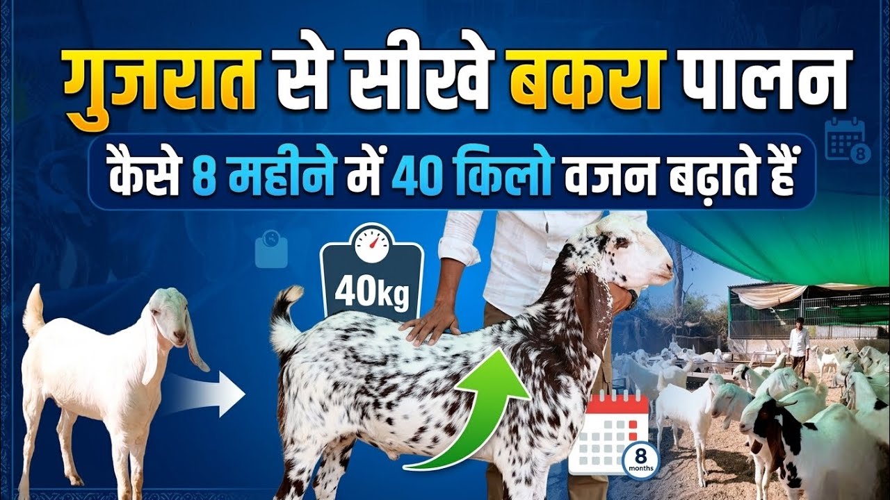 गुजरात का 'बकरा पालन' फॉर्मूला: 8 महीने में 40KG वजन! 🐐📈 | Kesimpa, Vadnagar