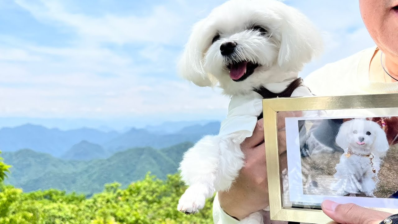 🐶軽井沢旅行記② 2025.6