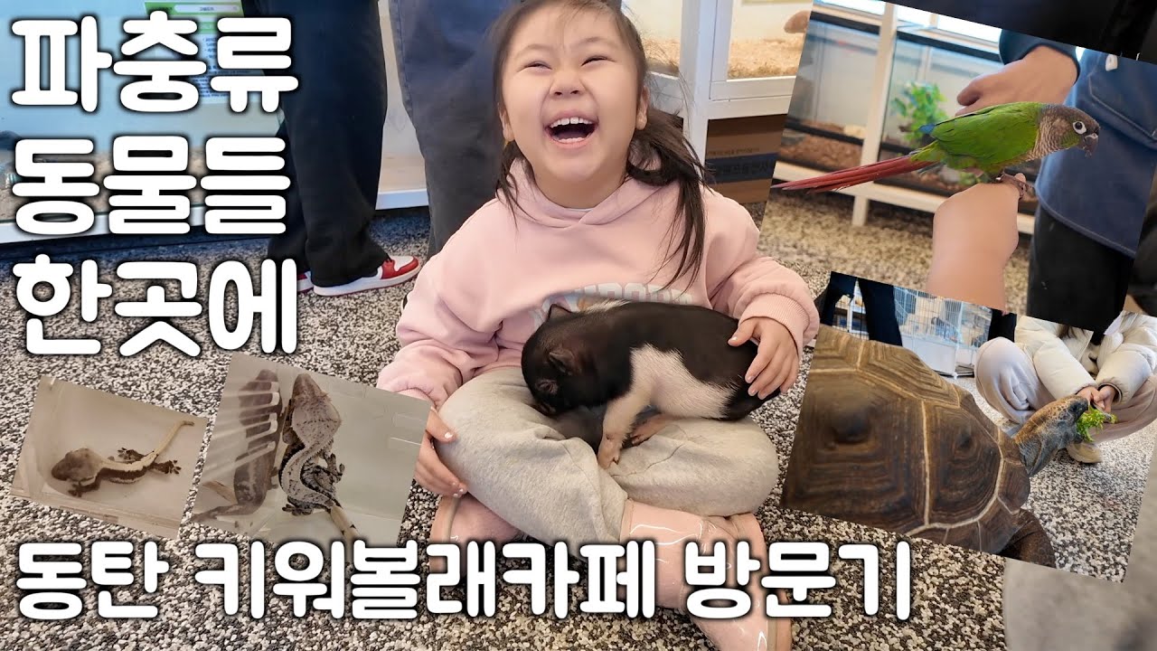 동탄 키워볼래카페 동물친구들과 파충류 친구들 구경하고 왔어요 #키워볼래카페 #동탄키워볼래카페 #동탄파충류샵 #초보집사