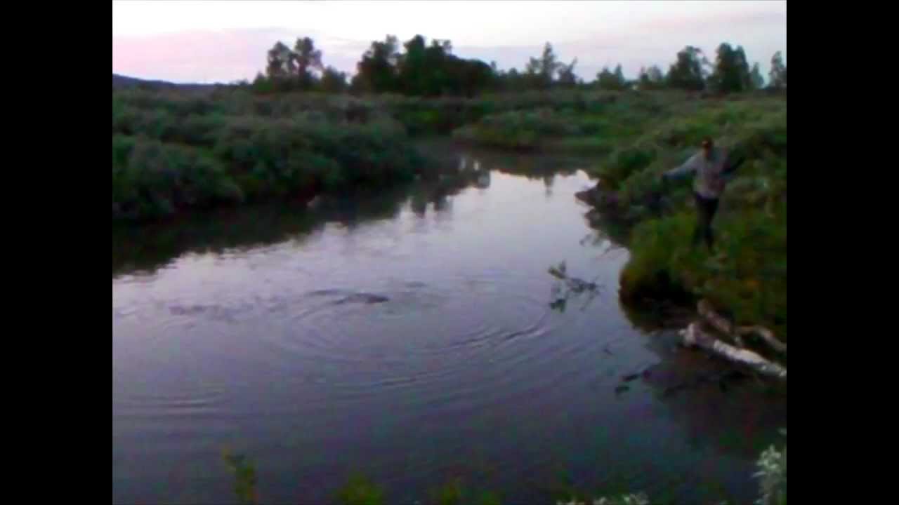 Öringsfiske i Vilhelmina 2011