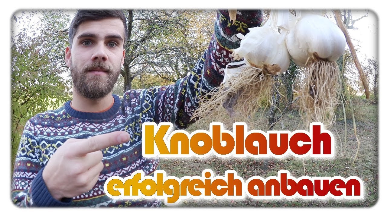 Knoblauch im Herbst pflanzen | Knoblauch anbauen #2