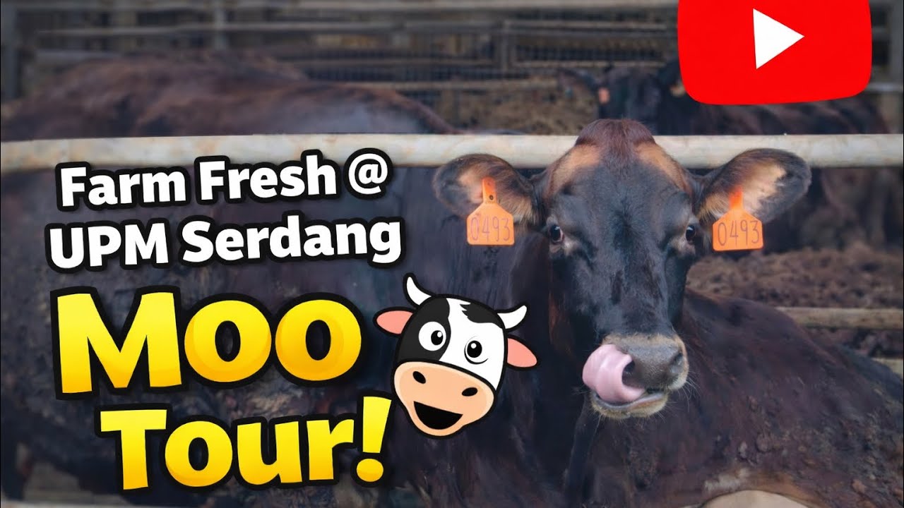 Place To Visit In Selangor Malaysia Dairy Brand FARM FRESH @ UPM Serdang Farm Tour! 
