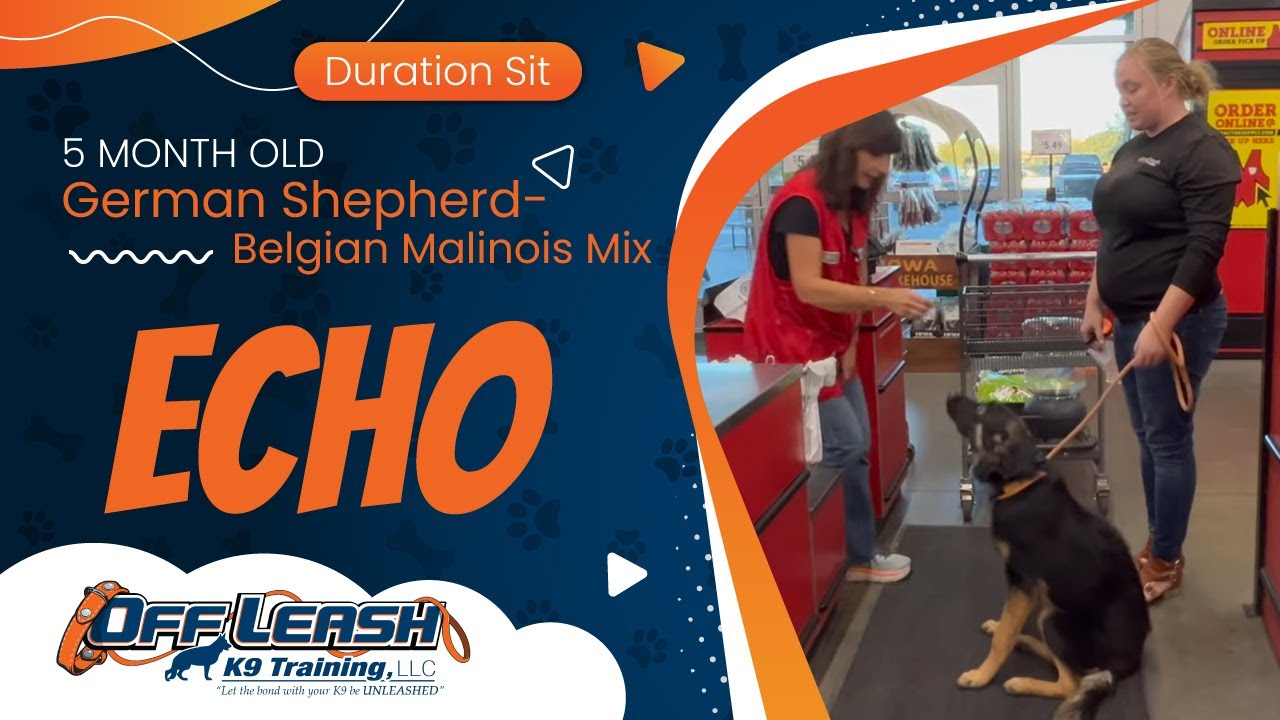 Echo~5mo German Shepherd- Belgian Malinois  Mix ~ Best Shepherd Trainers ~ OLK9 Training Phx