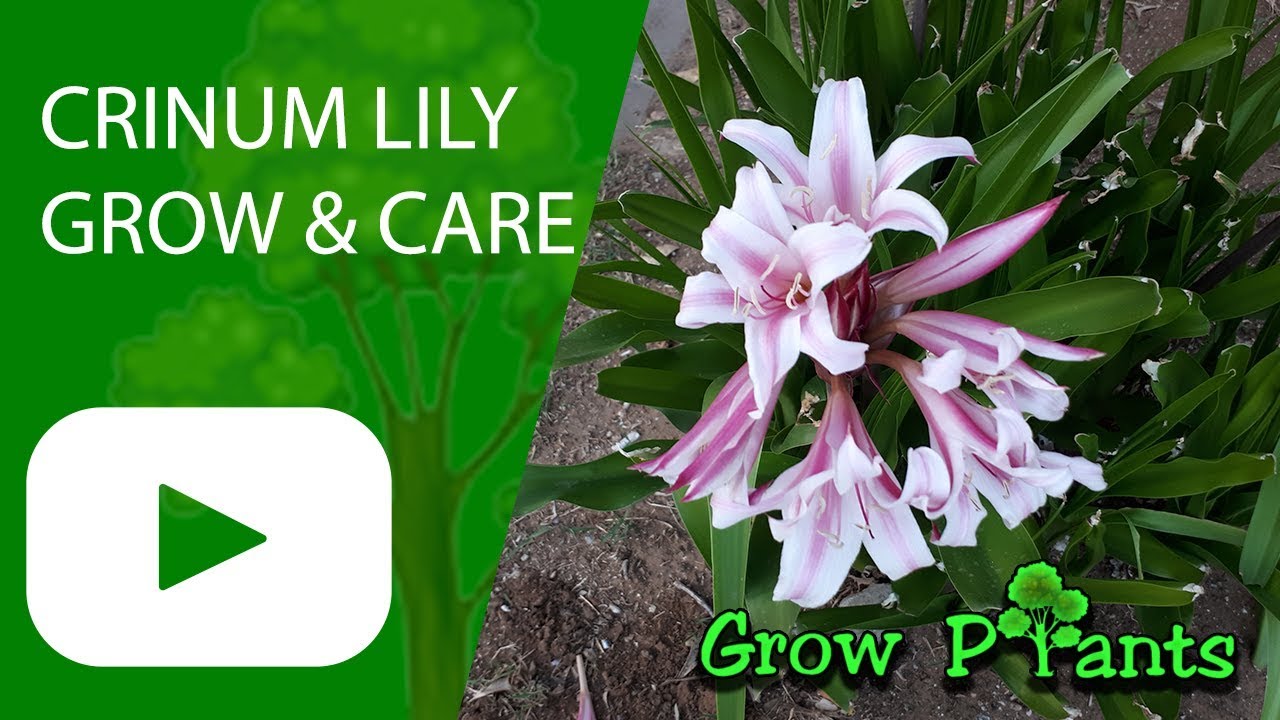 Crinum lily